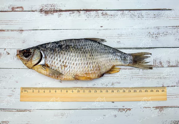 Рыба Красноперка: фото и описание, как выглядит, где водится и чем питается